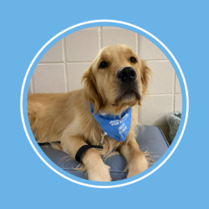 A golden retriever with a blue bandana