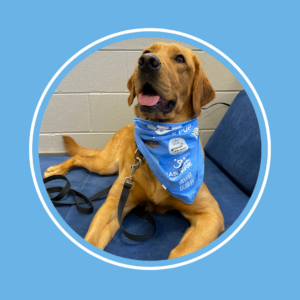 A golden retriever with a blue bandana