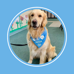 A golden retriever with a blue bandana