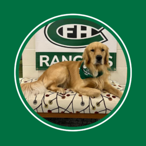 A golden retriever with a green bandana