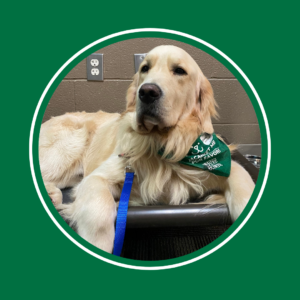 A golden retriever with a green bandana