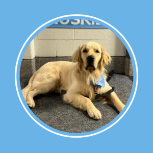 A golden retriever with a blue bandana