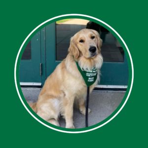 A golden retriever with a green bandana